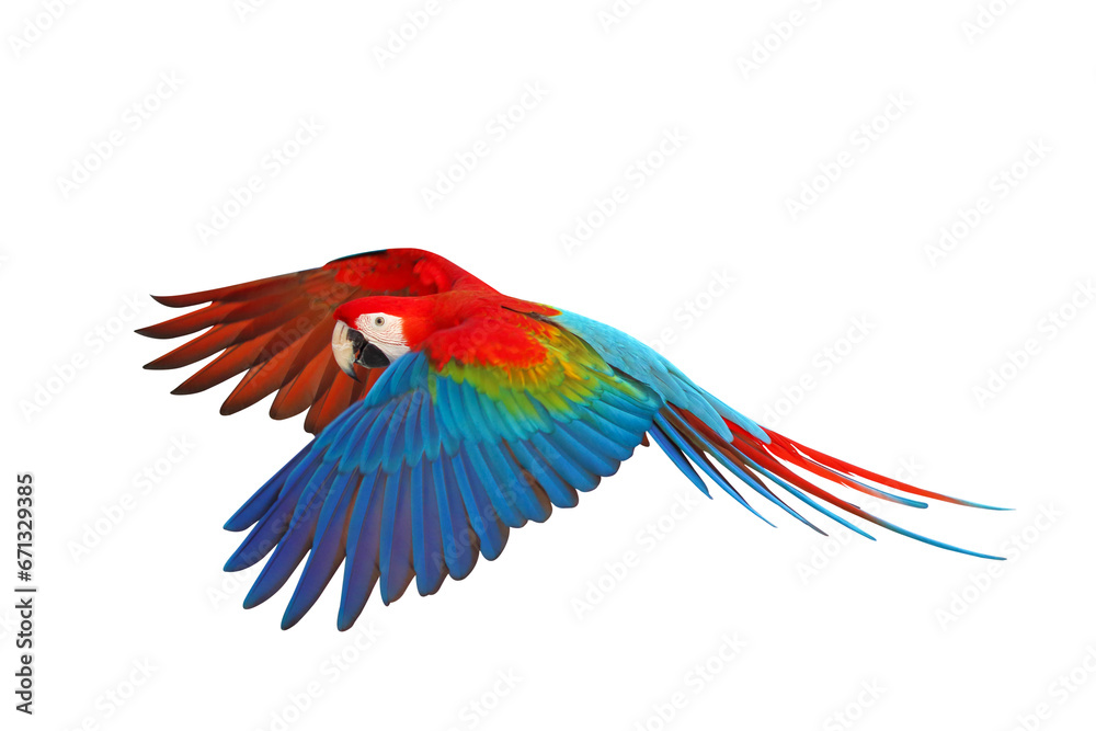 Fototapeta premium Colorful of Ruby Macaw flying isolated on transparent background png file