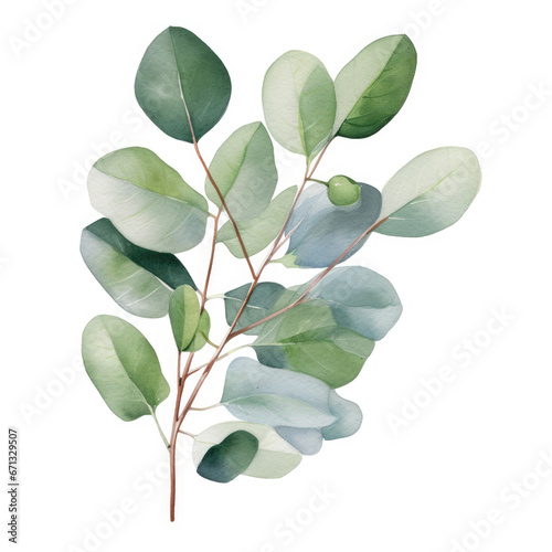 watercolor eucalyptus, clipart, white background