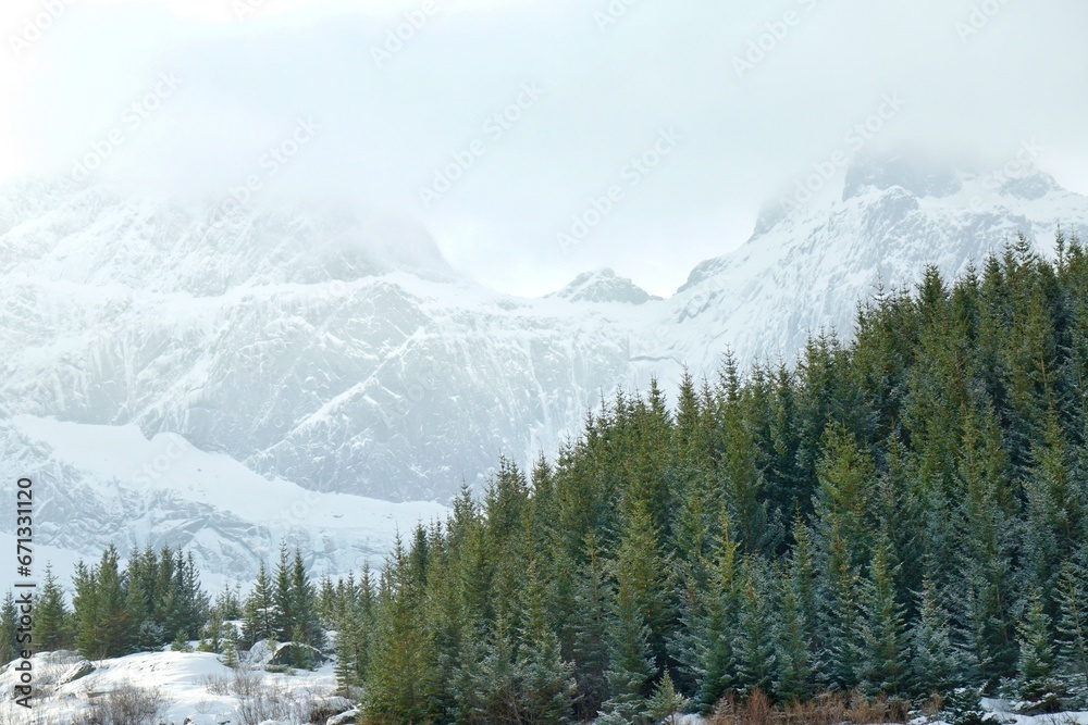 Pine forest with snow mountain at Lofoten, Norway, Europe. Pine forest with snow mountain at Lofoten, Norway, Europe.