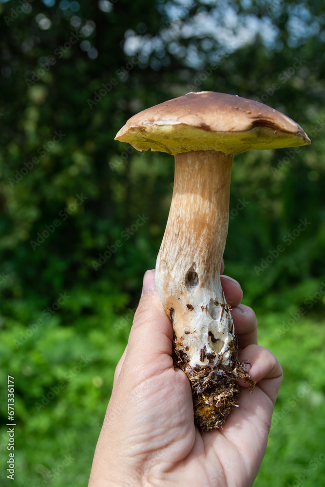  The white mushroom grew up in the forest. A representative of the genus boletus of the Bolete family of the class agaricomycetes. Edible mushrooms.