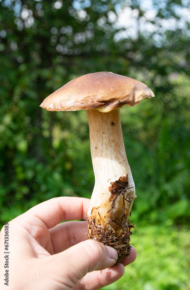A white mushroom in my hand. Edible mushrooms grew in the forest during the warm season. A white mushroom in my hand. Edible mushrooms grew in the forest during the warm season.