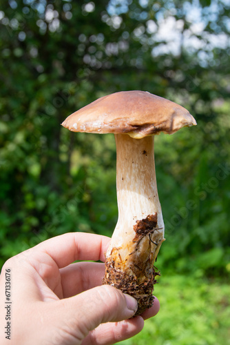  The white mushroom grew up in the forest. A representative of the genus boletus of the Bolete family of the class agaricomycetes. Edible mushrooms.
