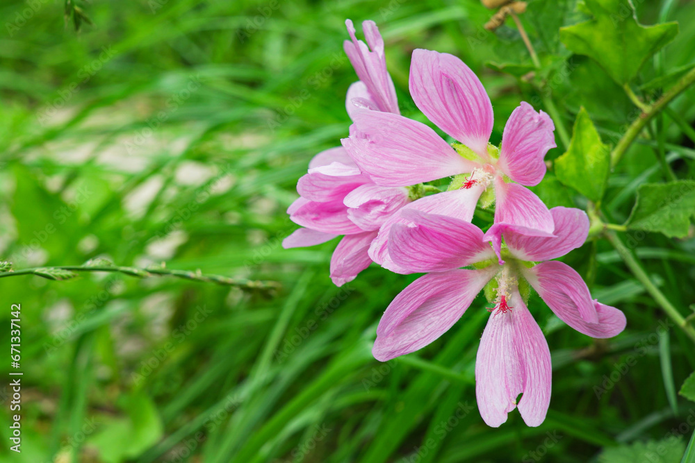 Mallow flower. Pink Lavatera or Hollyhock mallow flowers with delicate pink petals blooming on a city flowerbed Mallow flower. Pink Lavatera or Hollyhock mallow flowers with delicate pink petals blooming on a city flowerbed
