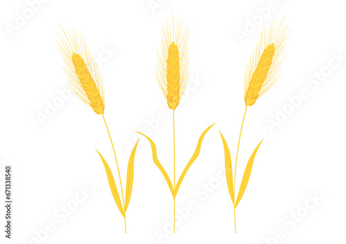 収穫期の小麦