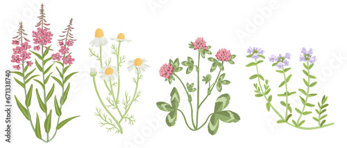 fireweed, red clover, chamomile and thyme, field flowers, vector drawing wild plants at white background, floral elements, hand drawn botanical illustration