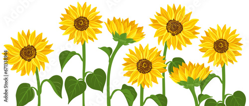 Fototapeta Naklejka Na Ścianę i Meble -  sunflowers, vector drawing flowers at white background, hand drawn botanical illustration