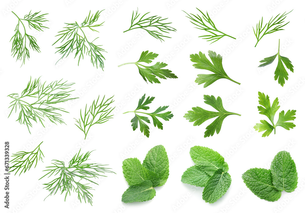 Set with different greens isolated on white. Mint, parsley and dill Set with different greens isolated on white. Mint, parsley and dill