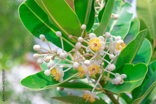 Closeup beautiful fragrant flowers of Alexandrian laurel, Indian laurel, Laurel wood, Berneo mahogany (Calophyllum Inophyllum) with green leaves in tropical garden photo