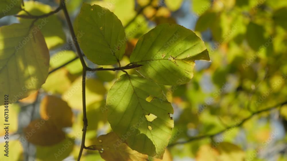 Autumn leaves slowly moving in calm breeze Autumn leaves slowly moving in calm breeze