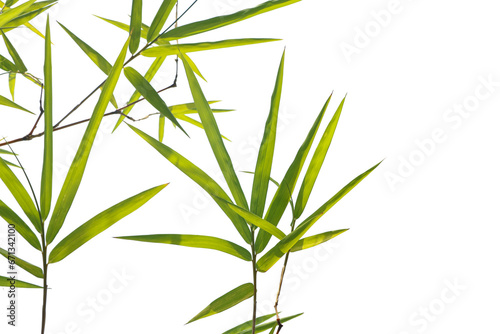 Green bamboo leaf isolated on white background..