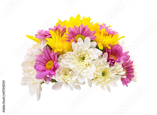 Panicle of colorful fresh chrysanthemum isolated on white background with a clipping path..