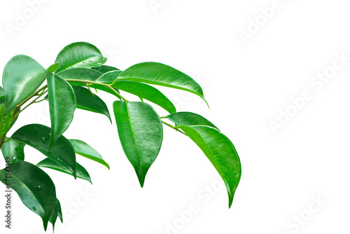 Fresh green leaf isolated on white background. With clipping path.. © chattrakarn