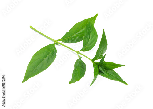 Fresh Andrographis paniculata leaf isolated on white background. Clipping path. © chattrakarn