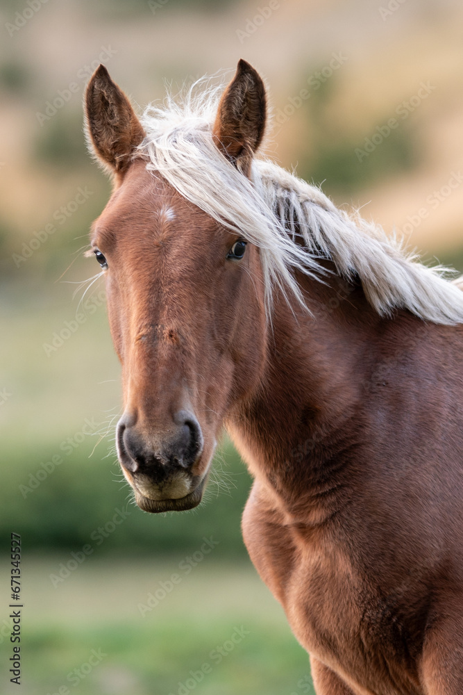Horses in the Pyrenees in autumn in the countryside. Horses in the Pyrenees in autumn in the countryside.