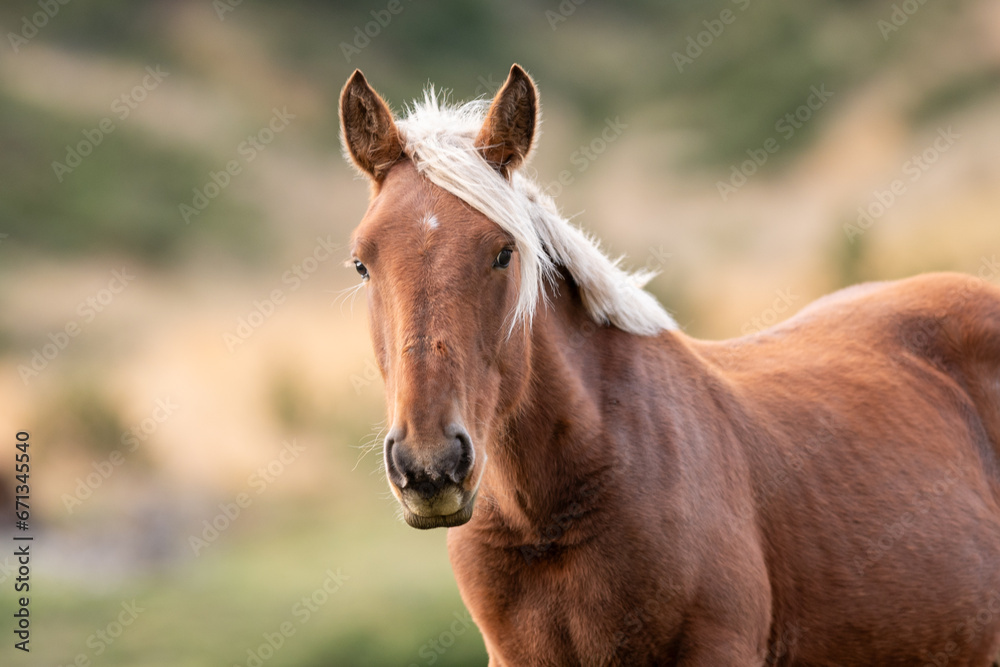 Horses in the Pyrenees in autumn in the countryside. Horses in the Pyrenees in autumn in the countryside.