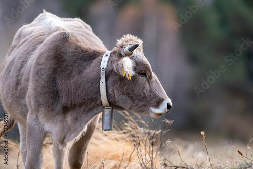 Fototapeta Naklejka Na Ścianę i Meble -  Cows in the Pyrenees in autumn in the countryside..
