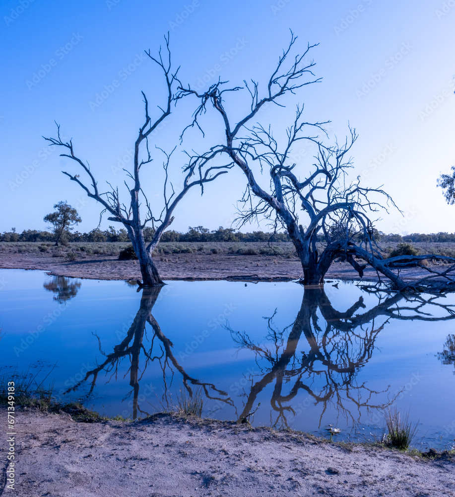 Dead trees reflected in Pilliga lagoon Dead trees reflected in Pilliga lagoon