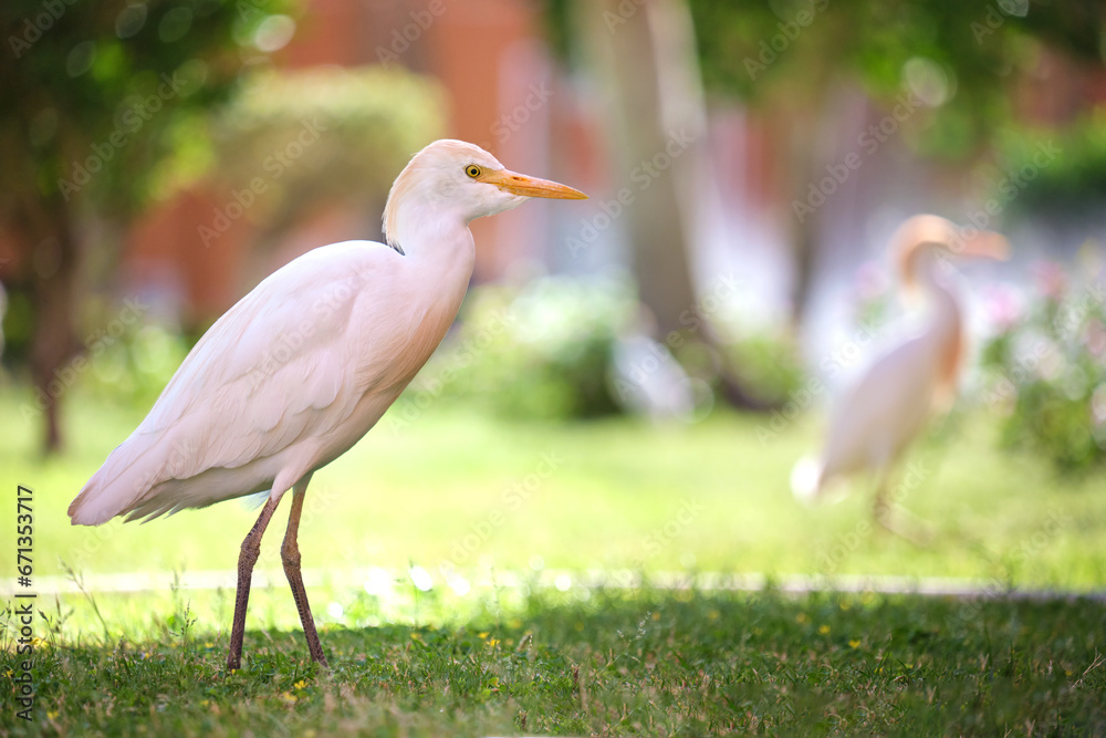 White cattle egret wild bird, also known as Bubulcus ibis walking on green lawn in summer White cattle egret wild bird, also known as Bubulcus ibis walking on green lawn in summer