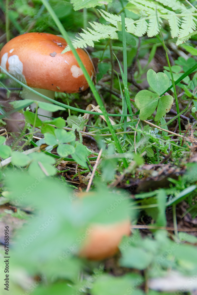 mushrooms, mushroom, ripe, appetizing, fragrant, delicious, healthy, food, healthy lifestyle, natural, edible, forest, grass, gifts of nature, forest mushrooms, mushroom, ripe, appetizing, fragrant, delicious, healthy, food, healthy lifestyle, natural, edible, forest, grass, gifts of nature, forest