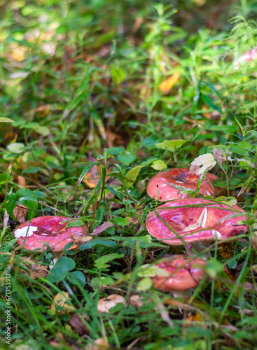 Edible syroezhka mushrooms grow in the forest in the warm season. photo