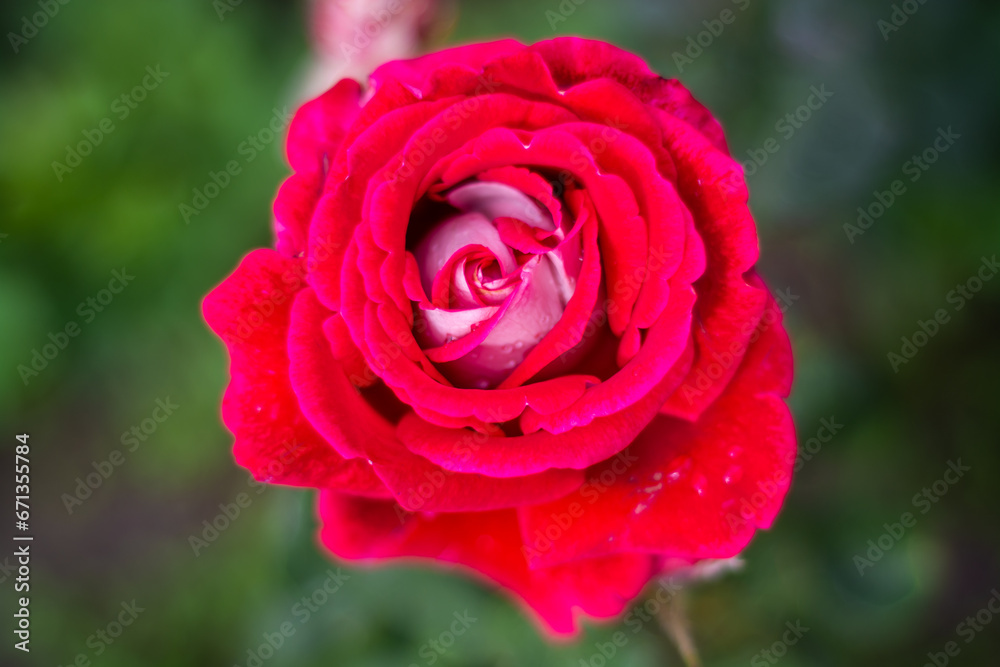 Flowers. A beautiful rose bloomed in the garden. Flowers. A beautiful rose bloomed in the garden.