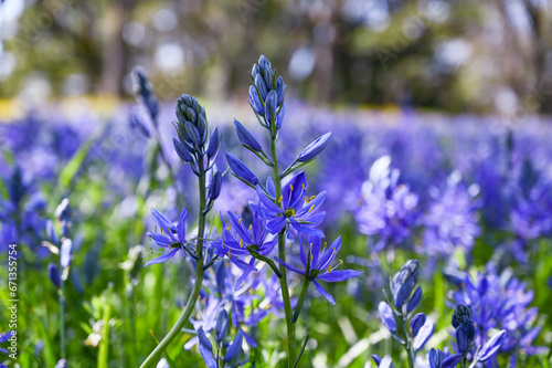 Camassia quamash Flowers - Field of Purple Common camas Wildflowers in a Garry Oak Meadow on Vancouver Island, British Columbia, Canada
 photo