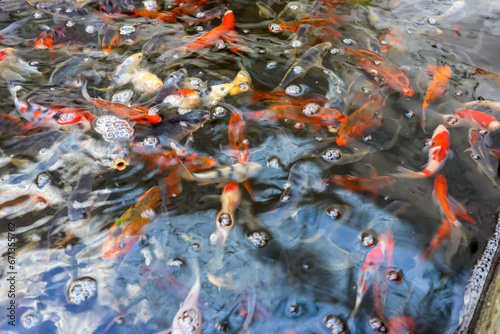 Close up view of water surface in the pond with group of colorful koi fish swiming inside. Blur or unfocuse image