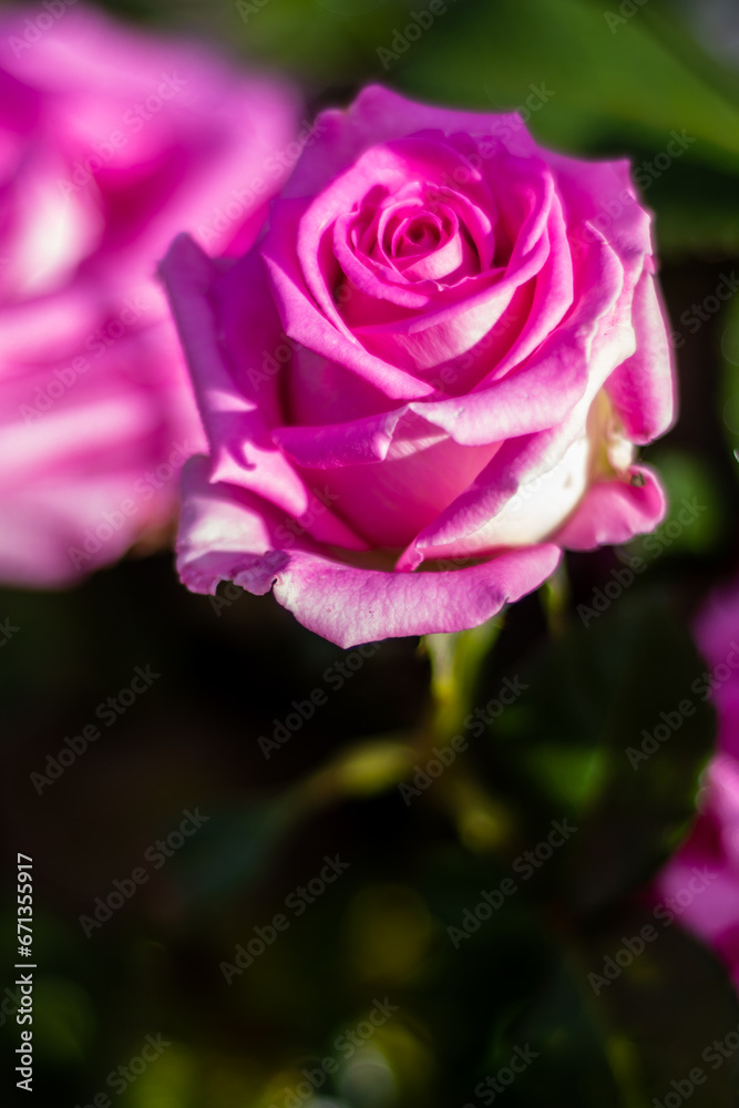 Rose. Flowers. A beautiful rose bloomed in the garden. Rose. Flowers. A beautiful rose bloomed in the garden.