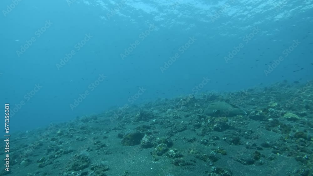 snorkeling POV, fish swimming in a bright blue ocean, bali summer 2023 snorkeling POV, fish swimming in a bright blue ocean, bali summer 2023