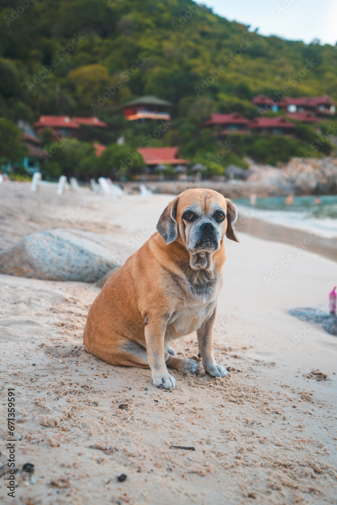 perro playa