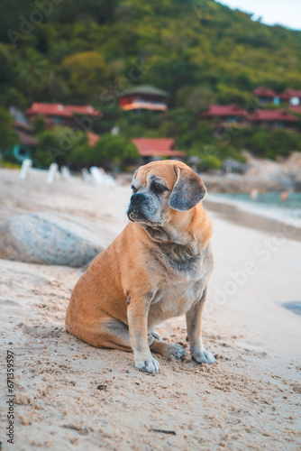 Fototapeta Naklejka Na Ścianę i Meble -  perro playa
