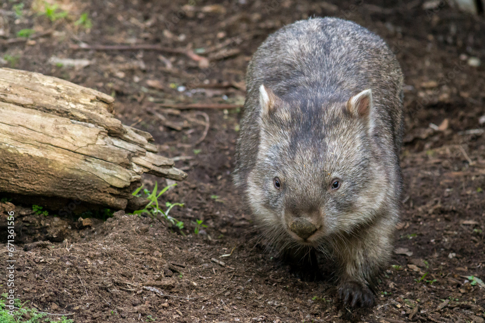 Wombat walking along the forest floor in South Australia. Wombat walking along the forest floor in South Australia.