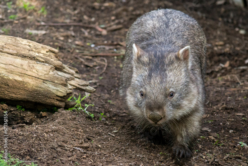 Wombat walking along the forest floor in South Australia.