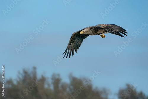 white tailed eagle  Haliaeetus albicilla  in flight. Oder delta in Poland  europe. Blue sky background. Copy space.                                                                                     