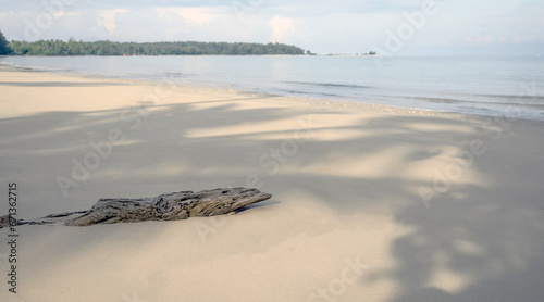 Dry Timber on the beautiful sandy beach