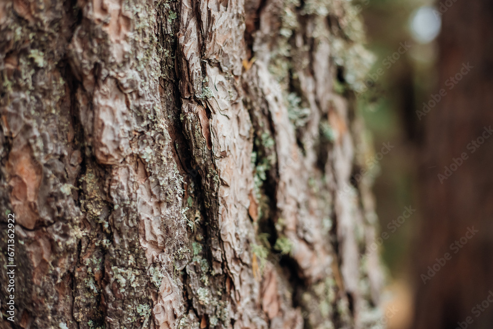 The texture of the tree bark. A tree in a forest or park in close-up. Relief texture and background. Beauty is in nature. Uneven, rough surface. Natural background. The texture of the tree bark. A tree in a forest or park in close-up. Relief texture and background. Beauty is in nature. Uneven, rough surface. Natural background.