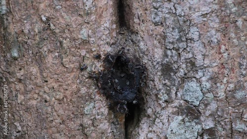 Seen at the mouth of their nest swarming in and out, Stingless Bees, meliponines, Thailand photo