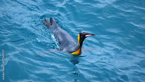 King penguin (Aptenodytes patagonicus) swimming off the coast of Antarctica