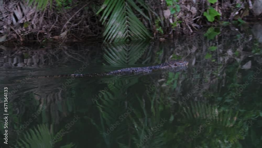 Seen moving to the right near the bank of a stream while looking for its prey, Asian Water Monitor Varanus salvator, Thailand Seen moving to the right near the bank of a stream while looking for its prey, Asian Water Monitor Varanus salvator, Thailand