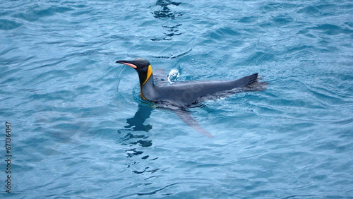 King penguin  Aptenodytes patagonicus  swimming off the coast of Antarctica
