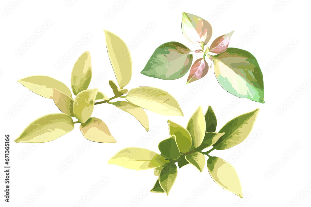 Obraz premium leaves