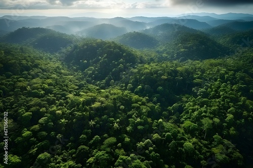 The tree forest is shown from above, landscape backgrounds.