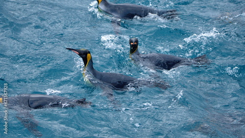 Raft of king penguins  Aptenodytes patagonicus  swimming off the coast of Antarctica