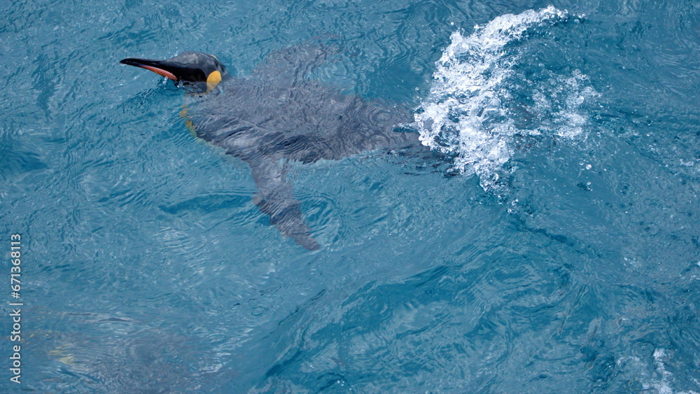 Obraz premium King penguin (Aptenodytes patagonicus) swimming off the coast of Antarctica