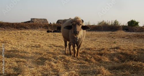 Slow motion footage of a murrah buffalo standing on hay chewing food at the farm on a sunny day photo