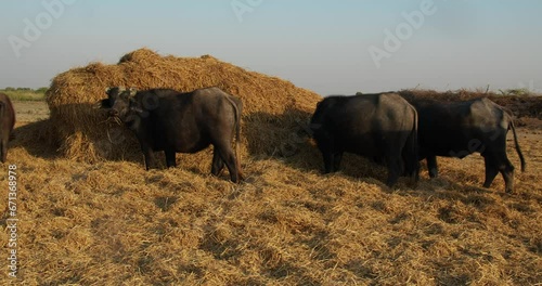 Slow motion footage of the murrah buffaloes feeding on hay at the farm on a sunny day photo