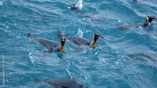 Raft of king penguins (Aptenodytes patagonicus) swimming off the coast of Antarctica