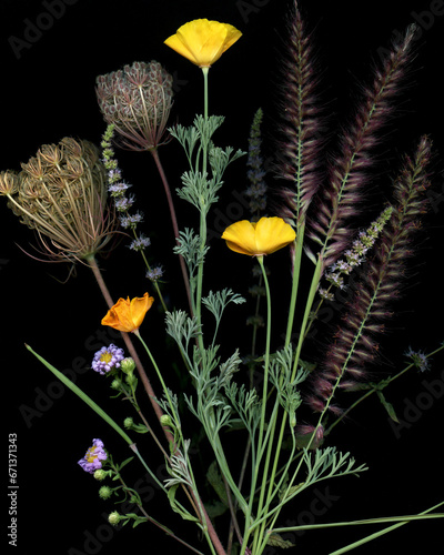 Macro flowers, nature scanned with black background