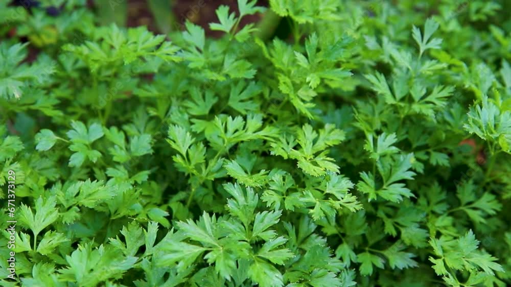 Curly parsley. A plantation of greenery in close-up. Food background of green parsley leaves. A bed of greenery in the garden. The wind stirs the leaves. Curly parsley. A plantation of greenery in close-up. Food background of green parsley leaves. A bed of greenery in the garden. The wind stirs the leaves.