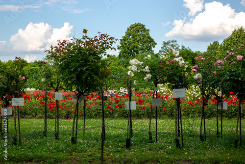 Rose Garden in Schoenbrunn Palace Park photo